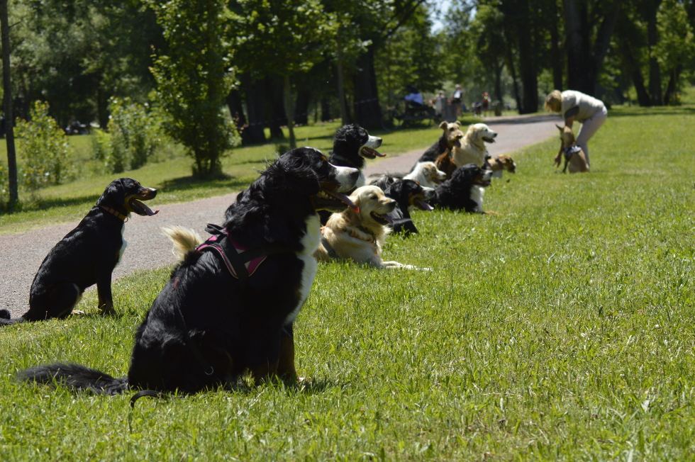 Des chiens biens sages