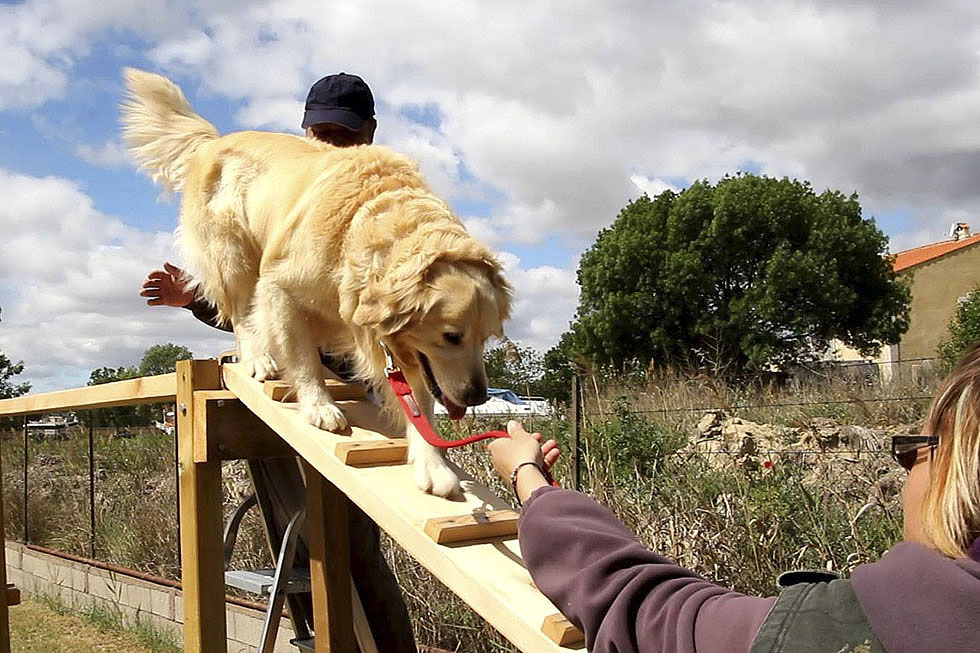 Au travail, parcours canin