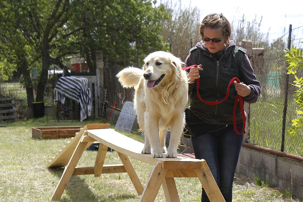 Parcours pour chien