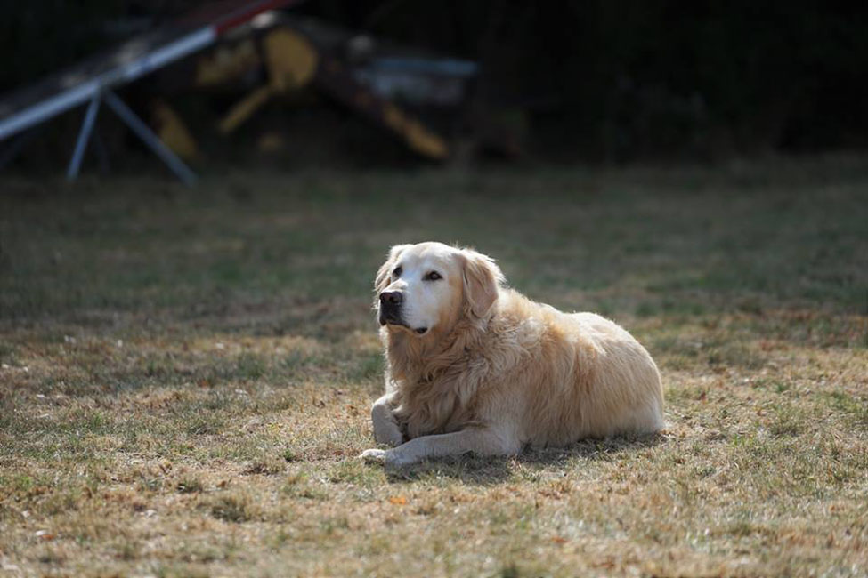 Balou qui écoute les instructions