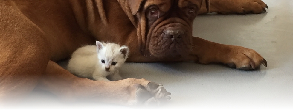 Gros chien et petit chat amis pour la vie