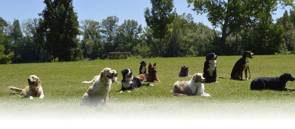 Cours collectif pour les chiens dans un parc public.