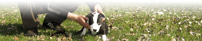 chiot noir et blanc aidé par son maître pour marcher