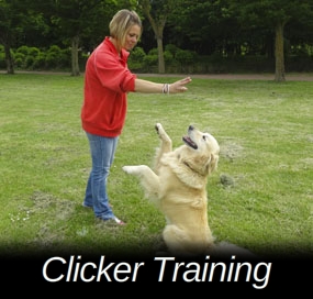 Clicker Training