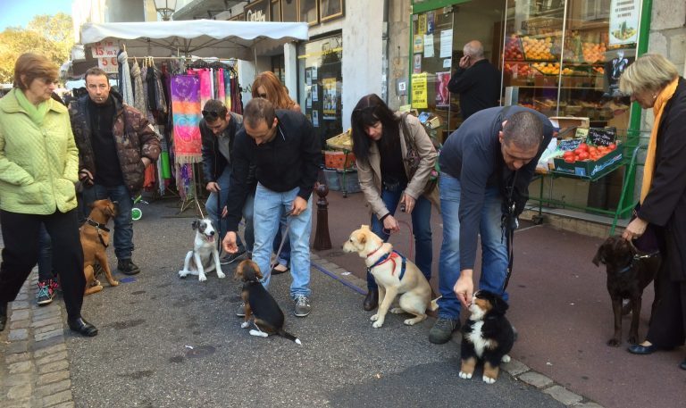 Classe Chiot au marché de Montbrison