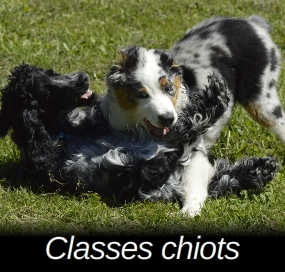 Prochain rendez-vous classe chiots