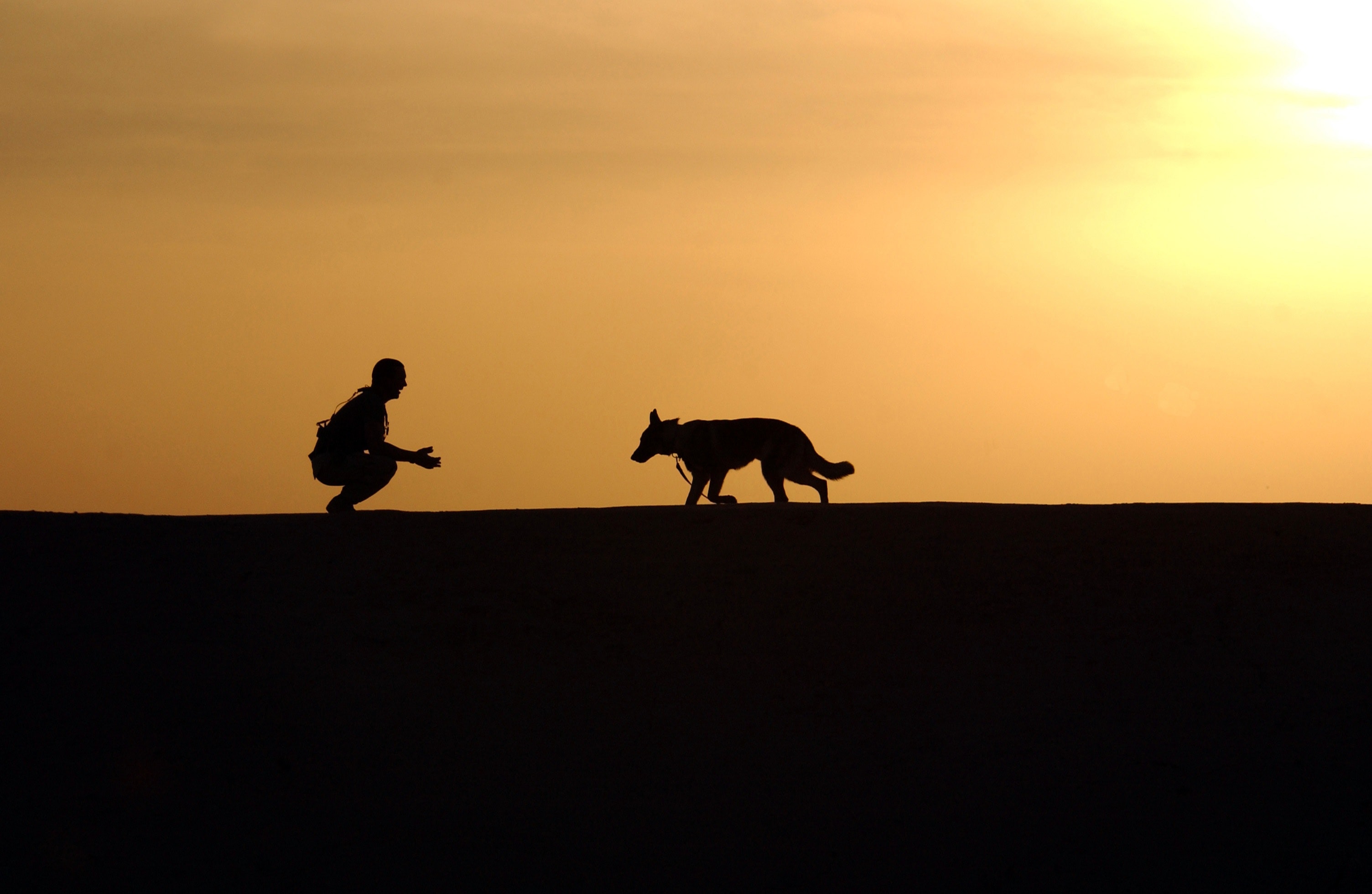 Peur des chiens sur vos sorties ? quelques conseils