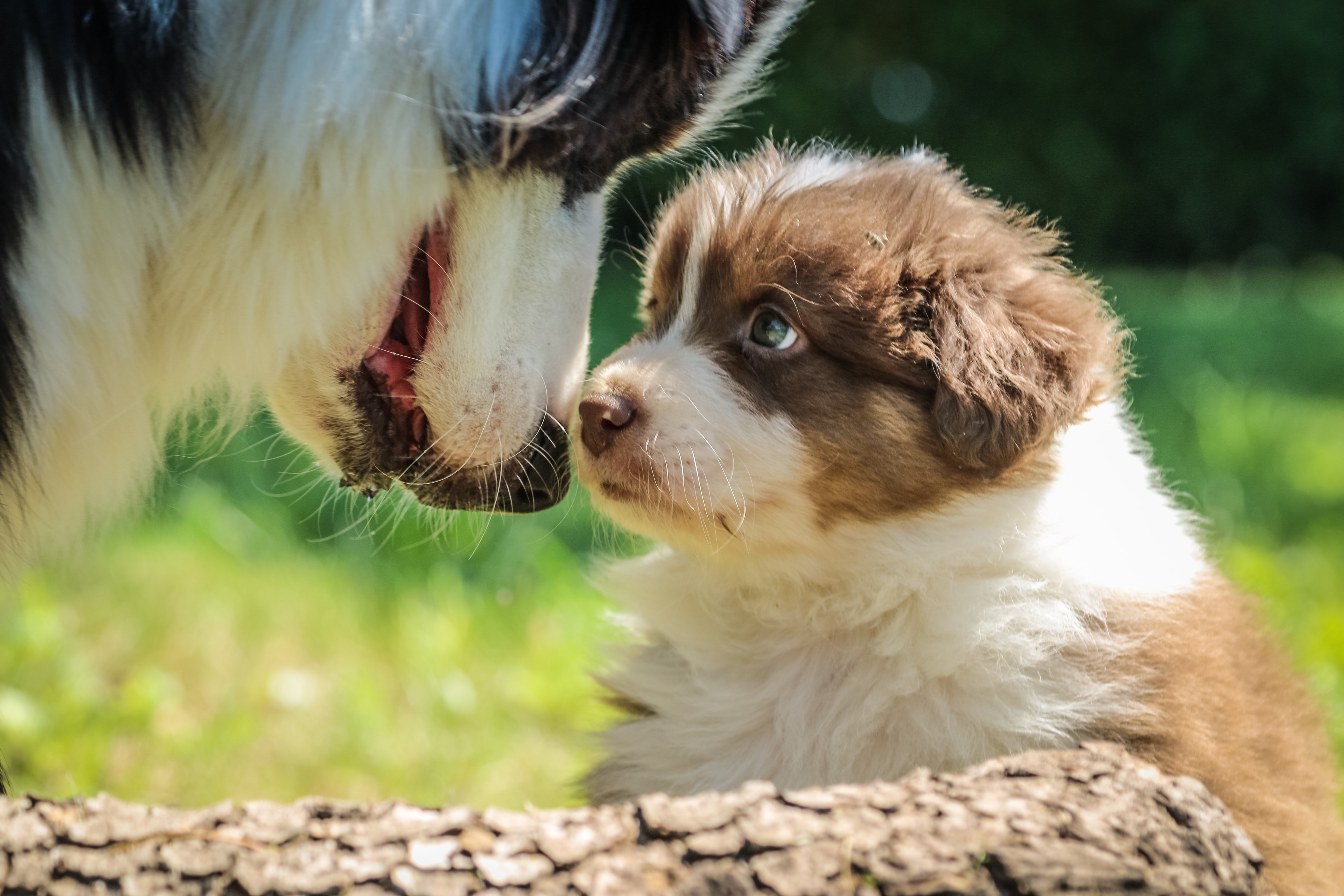 La reproduction est-elle indispensable ? Chasse aux idées reçues !